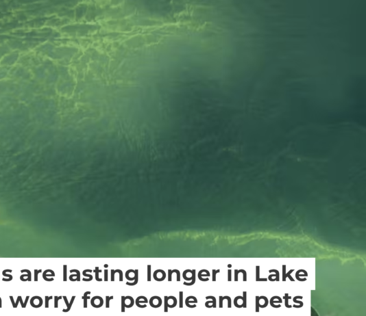 A satellite image from Aug. 13, 2024, shows an algal bloom covering approximately 320 square miles (830 square km) of Lake Erie. By Aug. 22, it had nearly doubled in size. NASA Earth Observatory